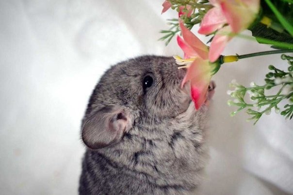 Береговая шиншилла