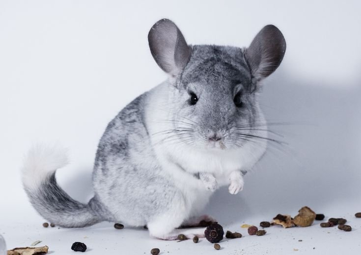 Короткохвостая шиншилла