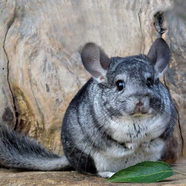 Большая короткохвостая шиншилла