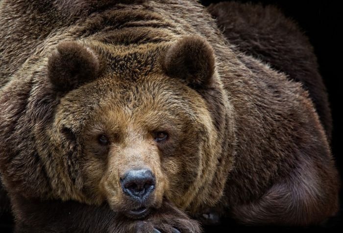 Грозный бурый медведь