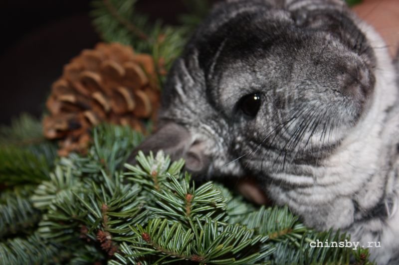 Короткохвостая шиншилла