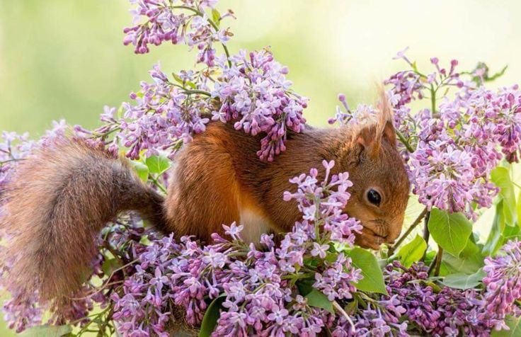 Весенняя белка