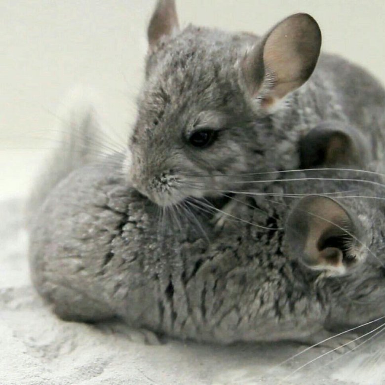 Короткохвостая шиншилла