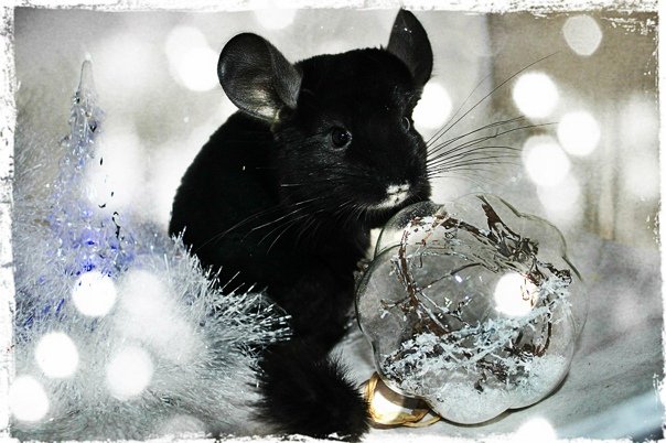 Шиншилла новый год