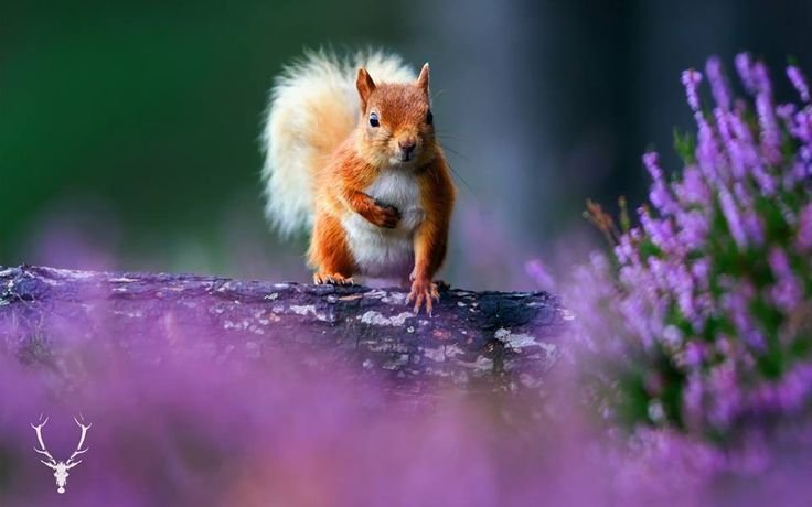 Природа с животными