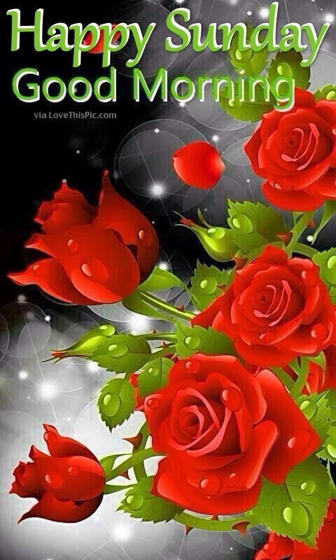 Красивые розы