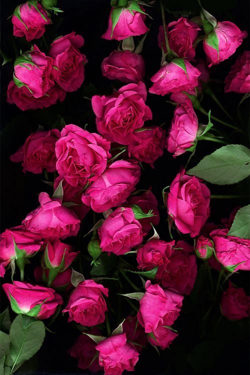 Кустовые розы фуксия