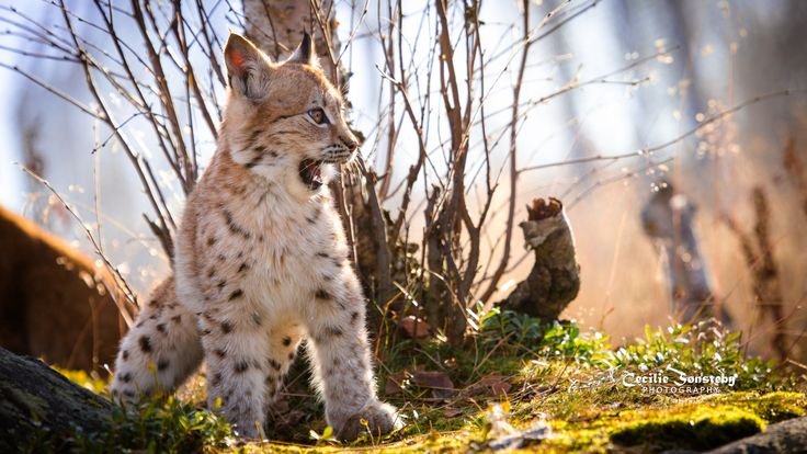 Логово рыси