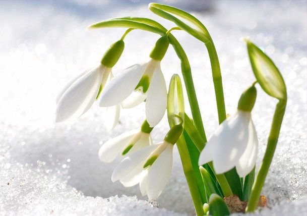 Апрель Подснежник Чайковский