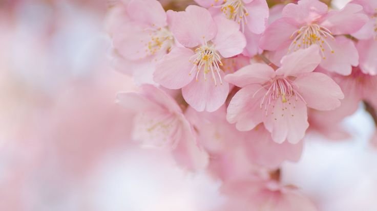 Нежные весенние цветы