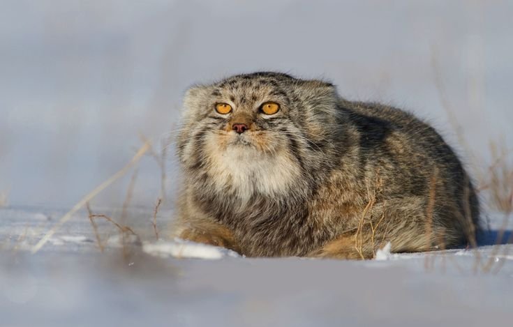 Степной кот Манул