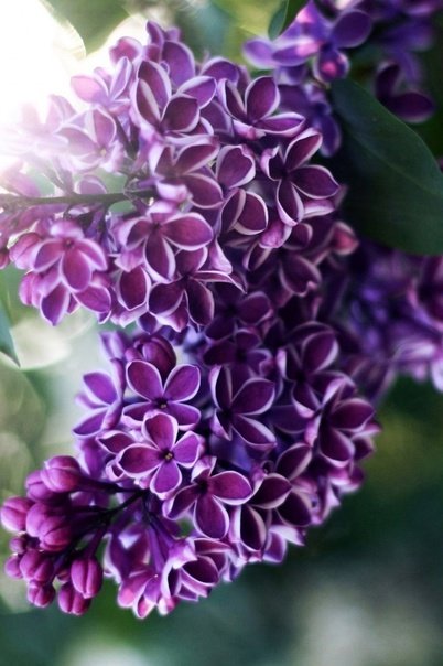 Сирень Маршал Конев