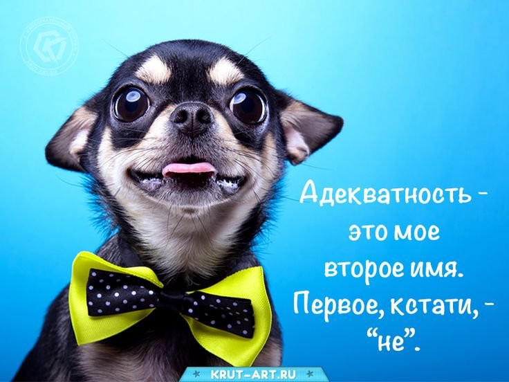 Животные в очках