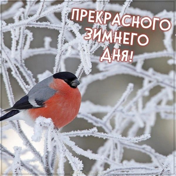 Уссурийский Снегирь