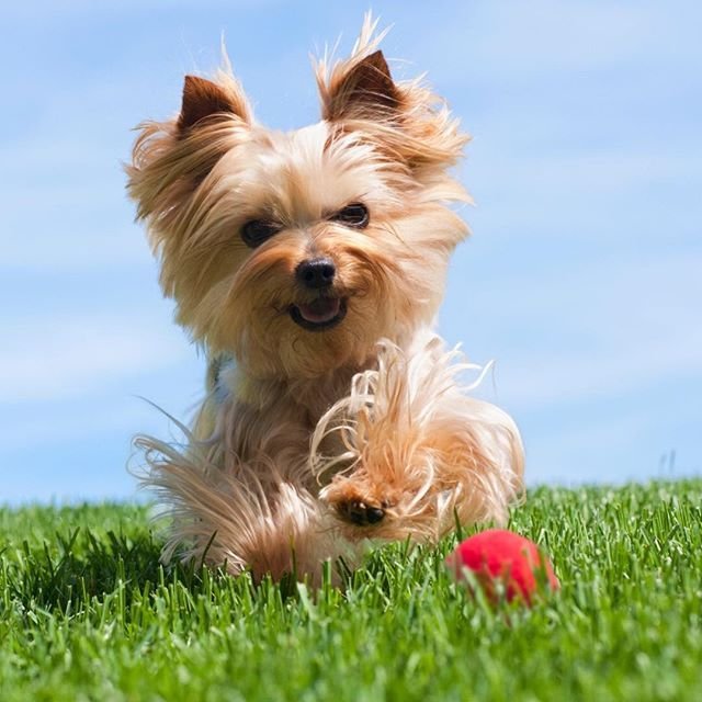 Королевский Йоркширский терьер