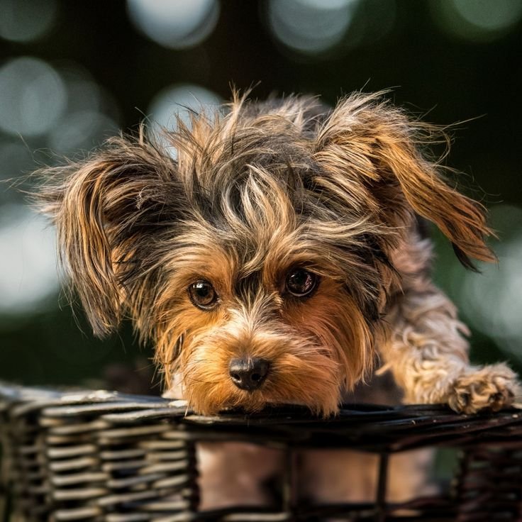 Йоркширский терьер