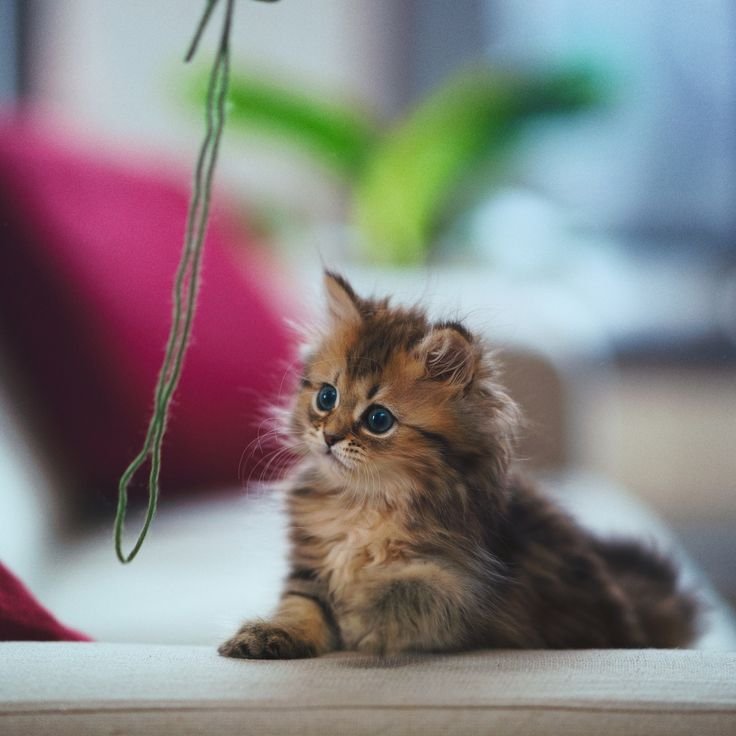 Маленький котенок