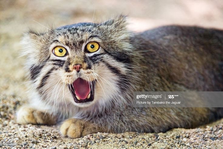 Сибирский Манул