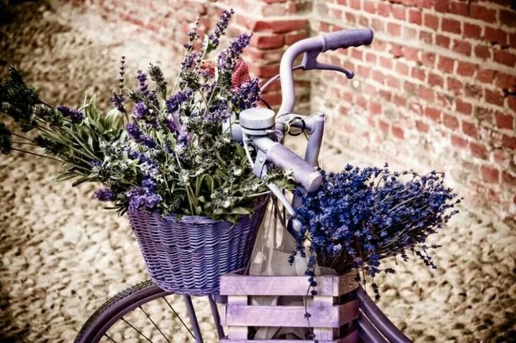 Лаванда Прованс