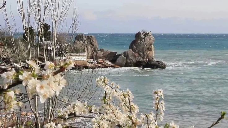 Херсонес Севастополь цветение маков