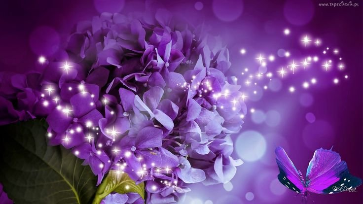 Фиолетовый цвет