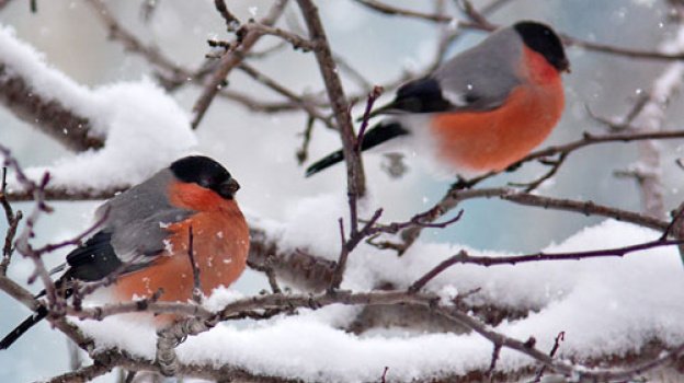 Снегири красиво