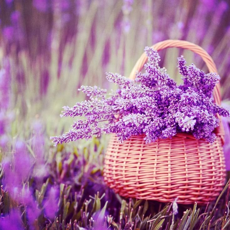 Цветы "Лаванда Горная"