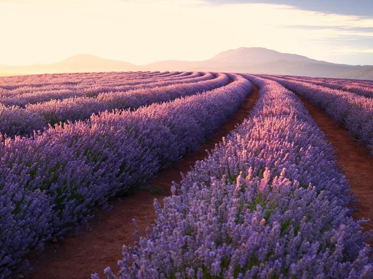 Лавандовое поле