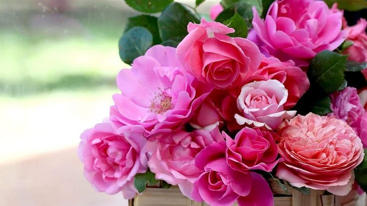 Розовые розы
