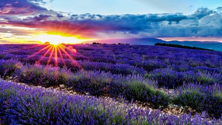 Гора Демерджи Лавандовое поле