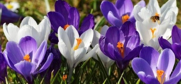 Весенние цветы крокусы