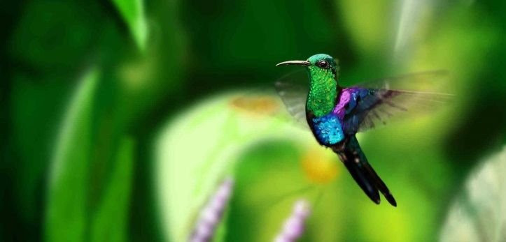 Шлемоносный Колибри
