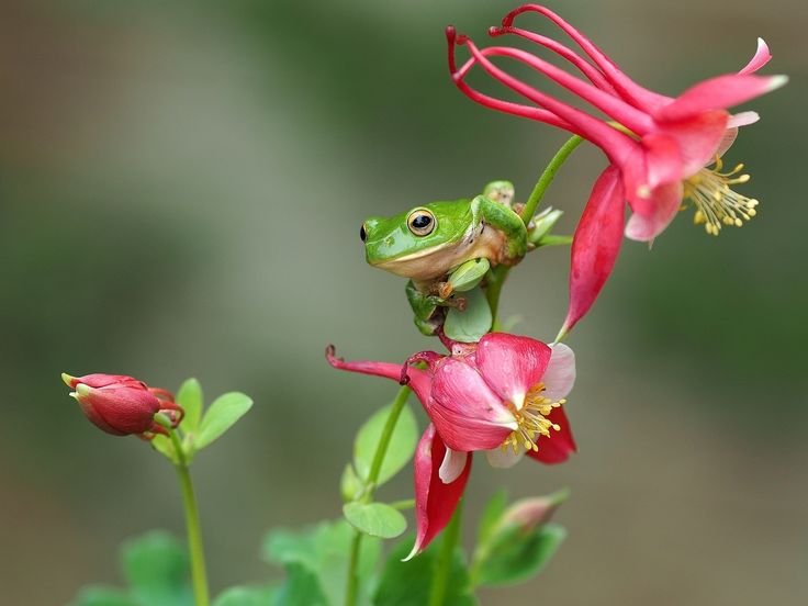 Лягушка на цветке