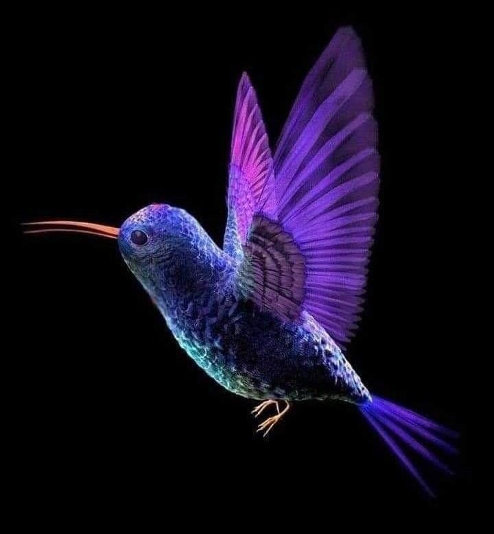 Светящаяся птица