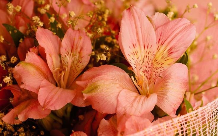 Альстромерия цветы