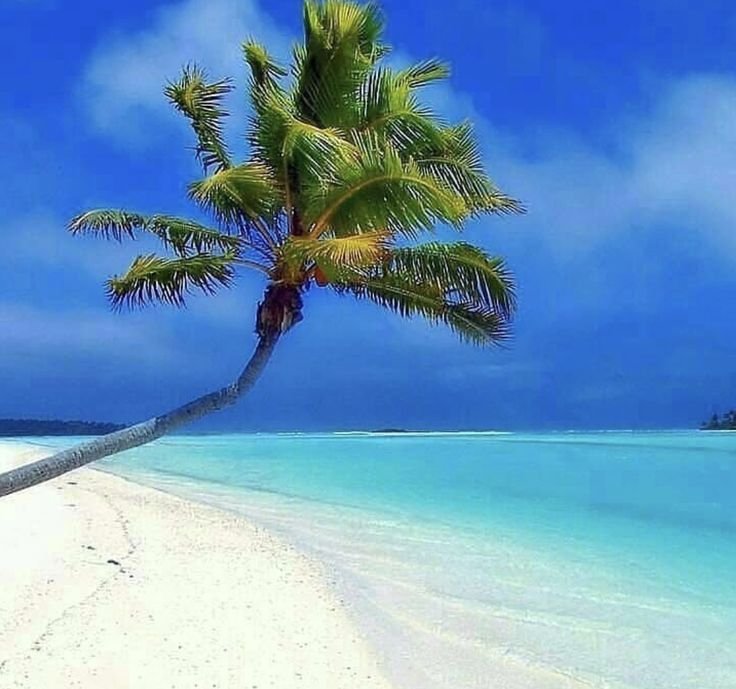 Пальмы песок