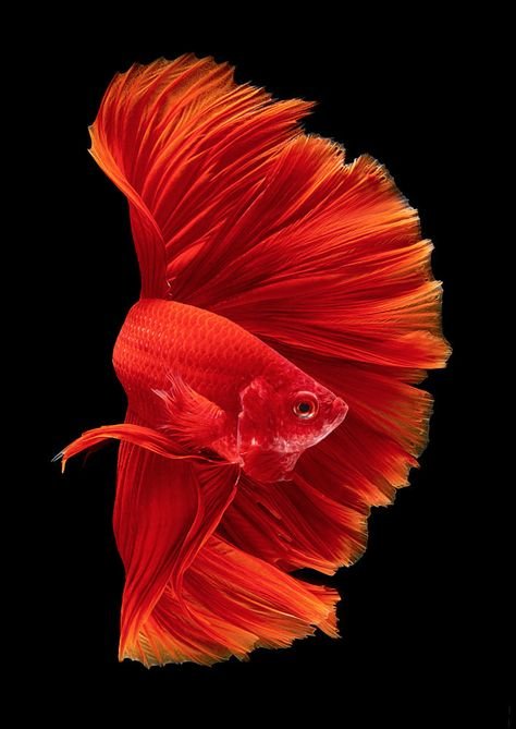 Красная рыбка