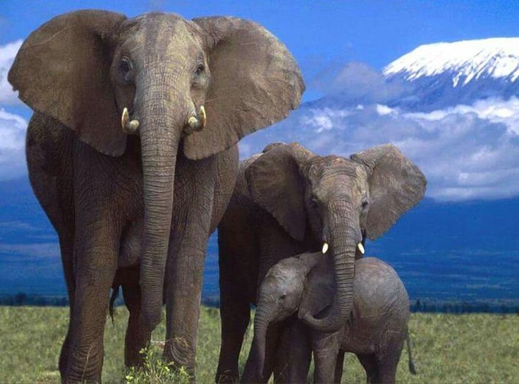 Слон фото