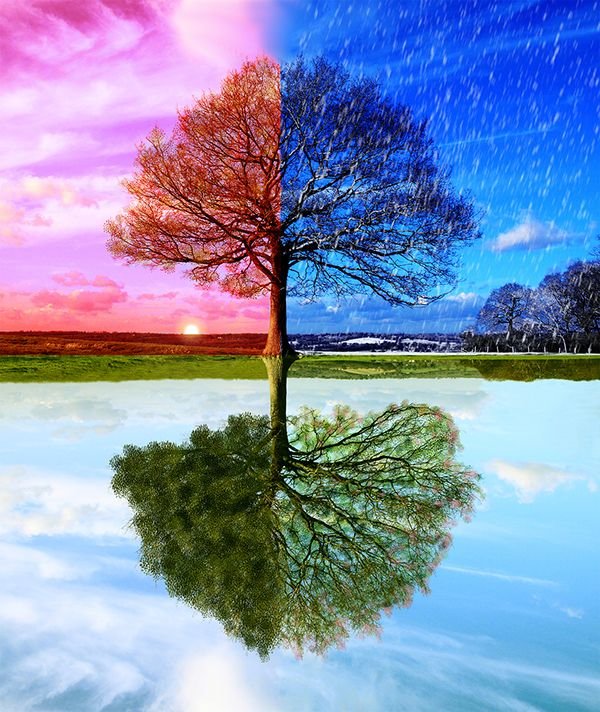 Дерево 4 времени года