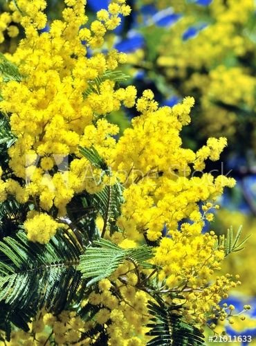 Цветущая Мимоза