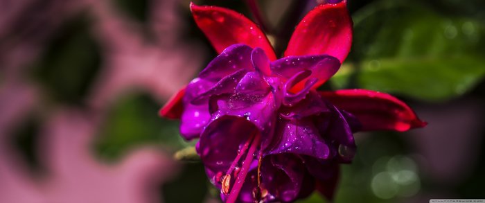 Фуксия Сесилия