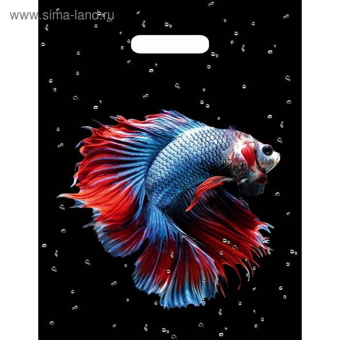 Бойцовые рыбки