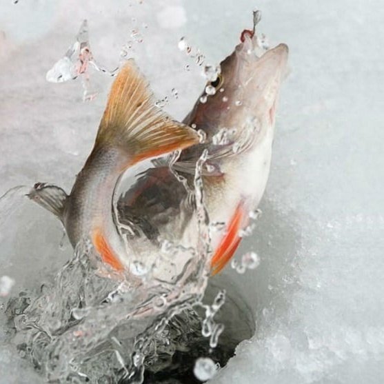 Рыба на льду