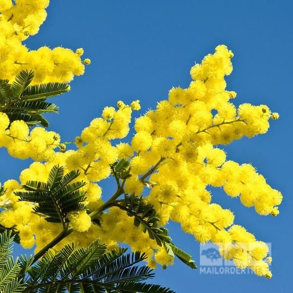 Акация серебристая