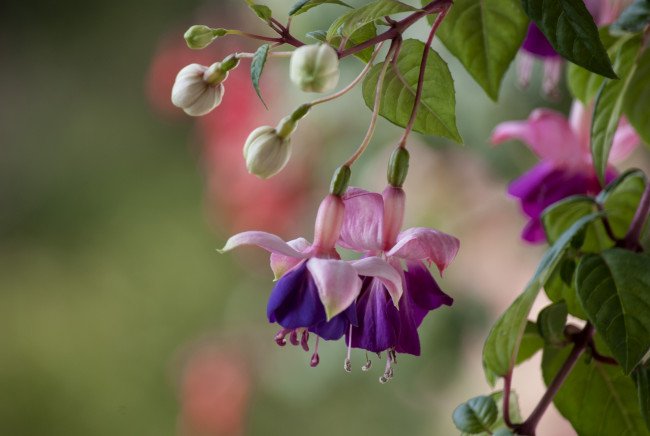 Фуксия Claudia