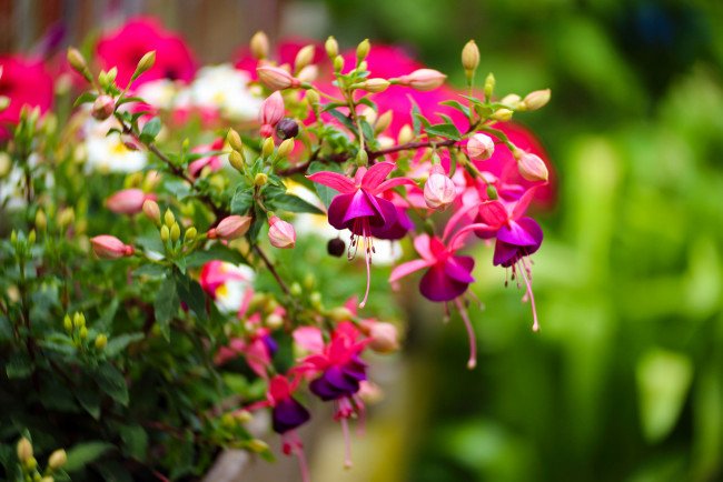 Розовый фуксия