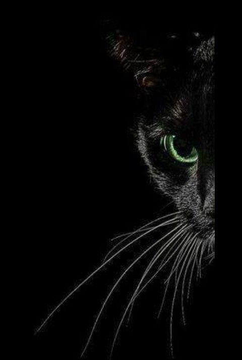 Красивая черная кошка