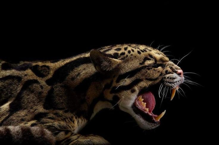 Дымчатый леопард оскал