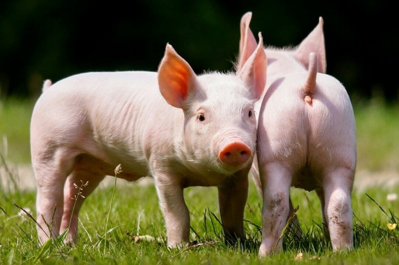 Фото свиньи