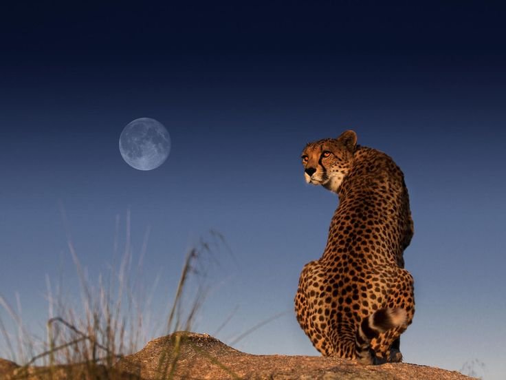 Пантера Ягуар гепард